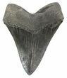 Huge, Fossil Megalodon Tooth #51005-2
